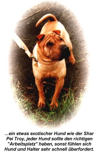 Shar Pei Troy